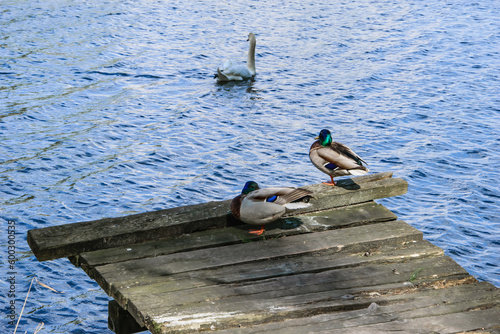 Dwie kaczki krzyżówki (kaczory) stojące na drewnianym pomoście patrzące na pływającego w wodzie białego łabędzia 