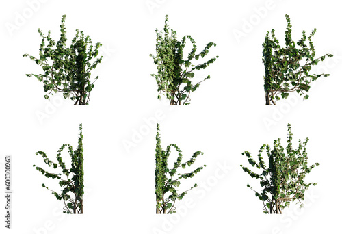 Cut out png Ivy plant corner A type