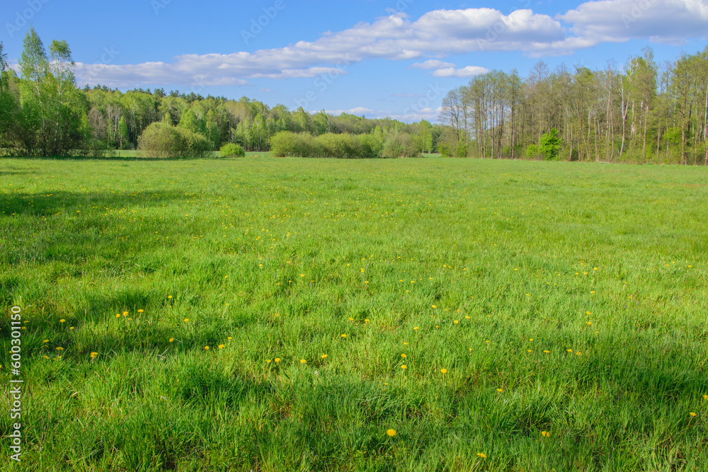 Duża łąka zarośnięta zieloną trawą w słoneczny dzień z delikatnie zachmurzonym niebem  - obrazy, fototapety, plakaty 