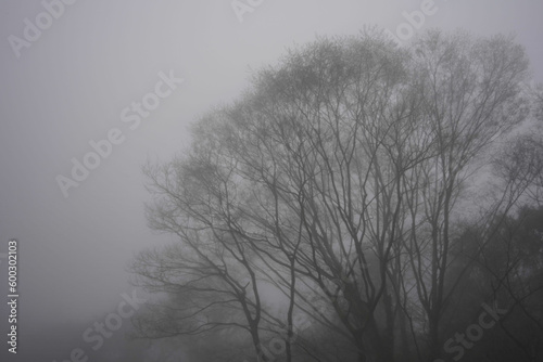 晩秋の霧の中の木立