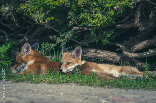 Junge Fuchsfamilie mit Welpen © Marco