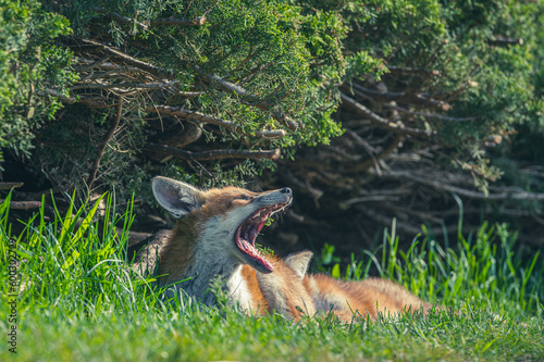 Junge Fuchsfamilie mit Welpen © Marco