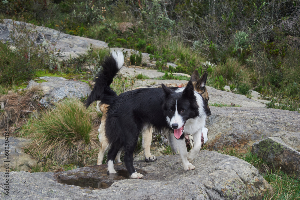 Border collie and german shepherd hanging around a forest in Colombia