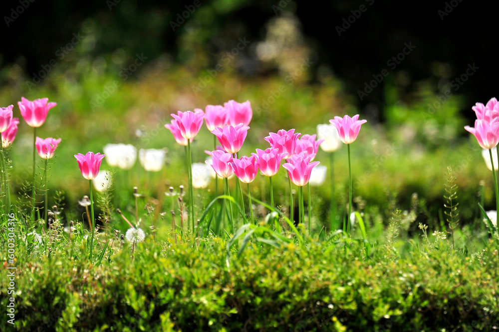 pink and white flowers