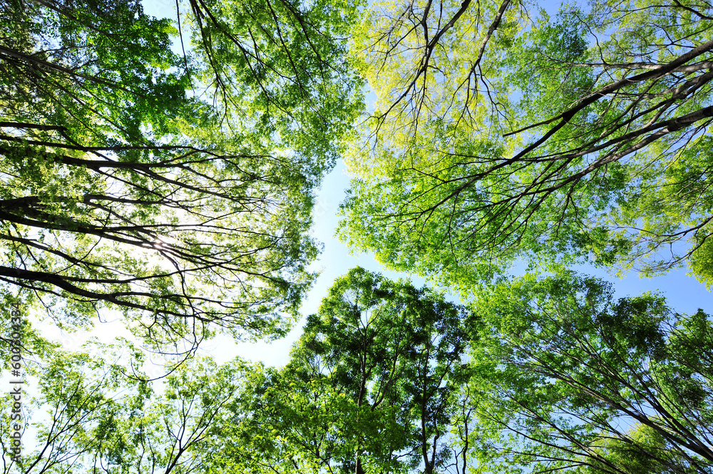 Fototapeta premium trees in the forest