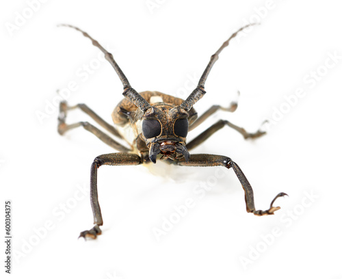 Nature, closeup and insect of longhorn beetle in studio for ecosystem, biology and wildlife. Biodiversity, creature and fauna with bug isolated on white background for mockup, animal and environment © James P B/peopleimages.com