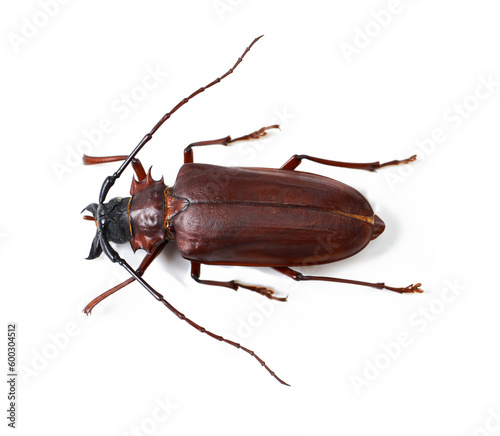 Nature, wildlife and insect with closeup of beetle in studio for environment, zoology and fauna. Animal, natural and creature with bug on white background for mockup, pest and ecosystem from above © James P B/peopleimages.com