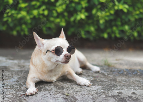 cute brown chihuahua dog wearing sunglasses lying down on  cement floor in the garden. looking sideway. © Phuttharak