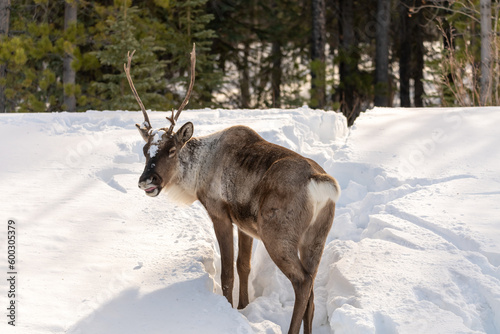 Wild Caribou seen along the Alaska Highway in Spring time with blurred background. Reindeer seen in wild  nature  wilderness environment in arctic  northern Canada. 