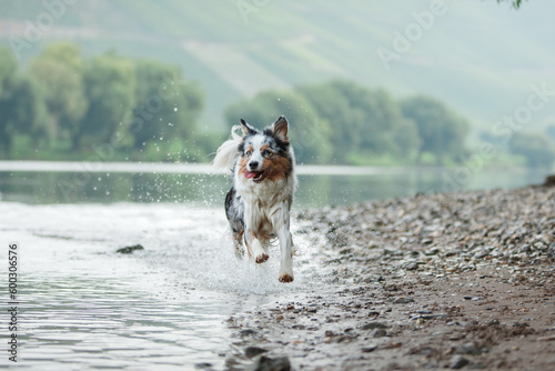 Fototapeta Naklejka Na Ścianę i Meble -  The dog runs on the water. Marbled Australian Shepherd on the lake