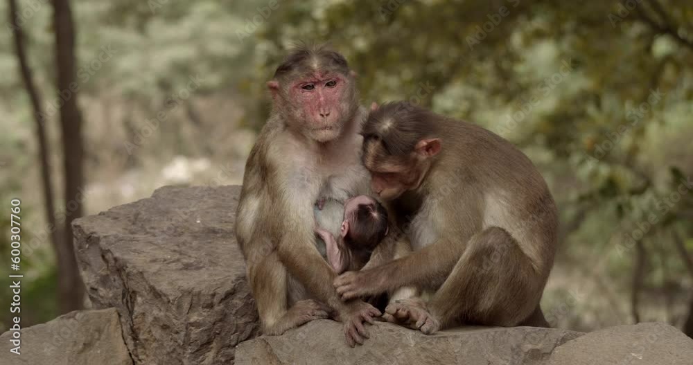 Monkey Family enjoying themselves in the wild Monkey Family enjoying themselves in the wild