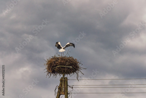 White stork (Ciconia ciconia). A pair of storks in a nest placed on an electric pole, near Puck, Pomeranian Voivodeship, Poland	