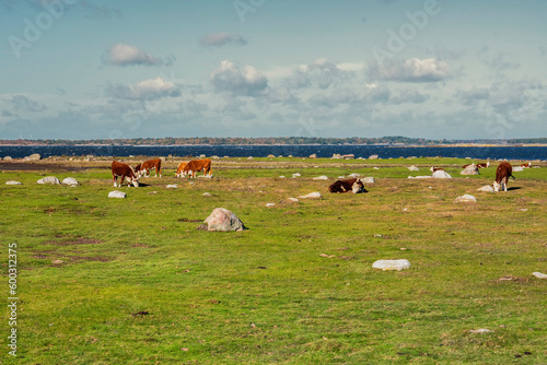 Cow grazing at Torhamns udde cape, Sweden known for its numerous species of birds, pastures and coastal meadows photo