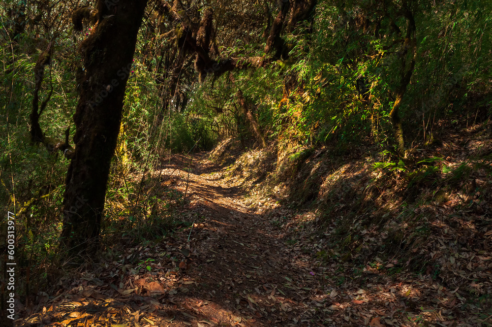 Fototapeta premium Trekking route through dense forest towards Varsey Rhododendron Sanctuary or Barsey Rhododendron Sanctuary. A very popular tourist trekking route at Sikkim, India.