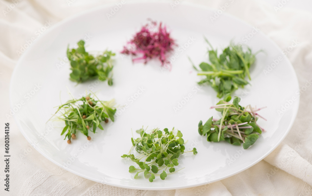 The concept of a healthy diet, the cultivation of microgreens - red amaranth, mustard, arugula, peas, cilantro on a white plate The concept of a healthy diet, the cultivation of microgreens - red amaranth, mustard, arugula, peas, cilantro on a white plate