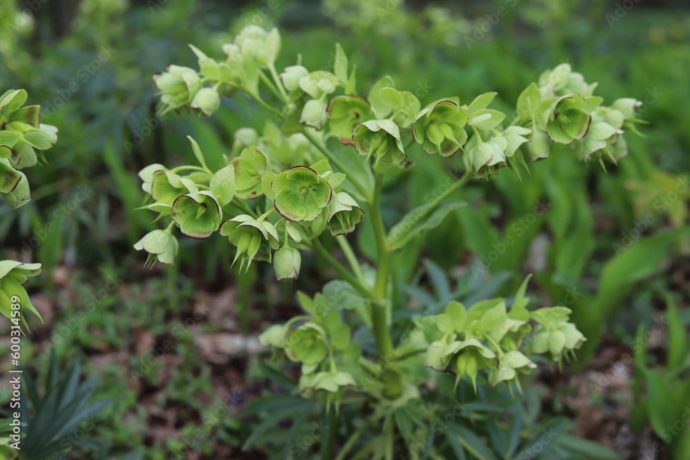 Close up of a green flower of the Helleborus argutifolius. Close up of a green flower of the Helleborus argutifolius.