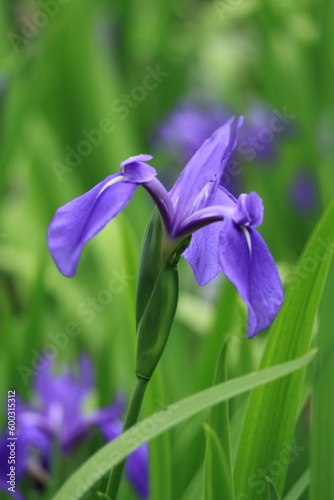 京都上賀茂に咲くかきつばた（Iris blooming in Kamigamo, Kyoto）