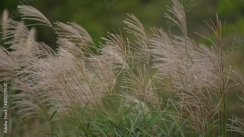 風に揺れるススキの穂（Pampas grass swaying in the wind）