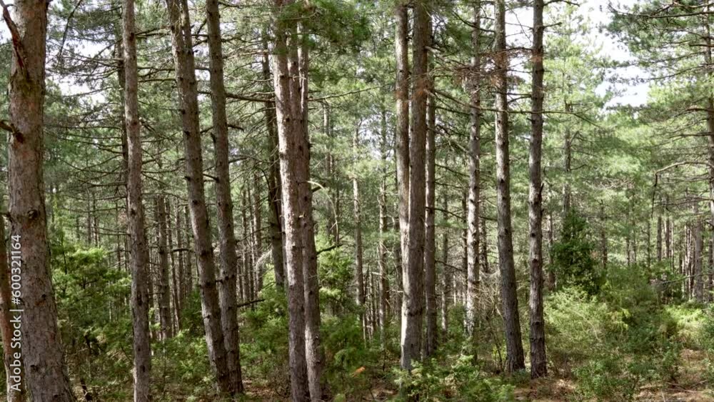 Sunny dense pine forest spring panning right gimbal Sunny dense pine forest spring panning right gimbal
