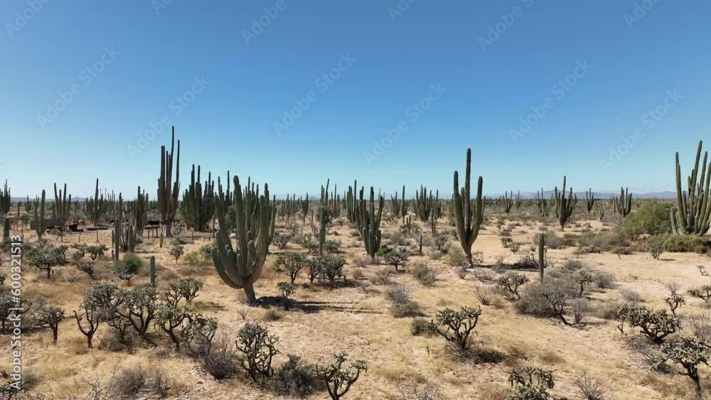 Slow flight through the desert passing near cactus with drone 4k