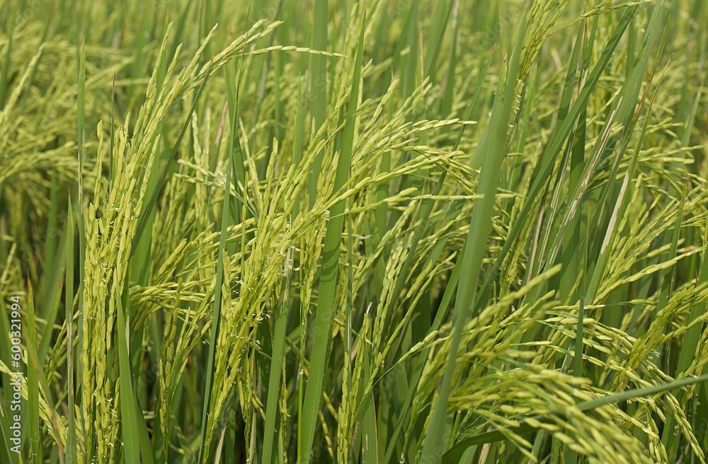 Closeup rice field Closeup rice field