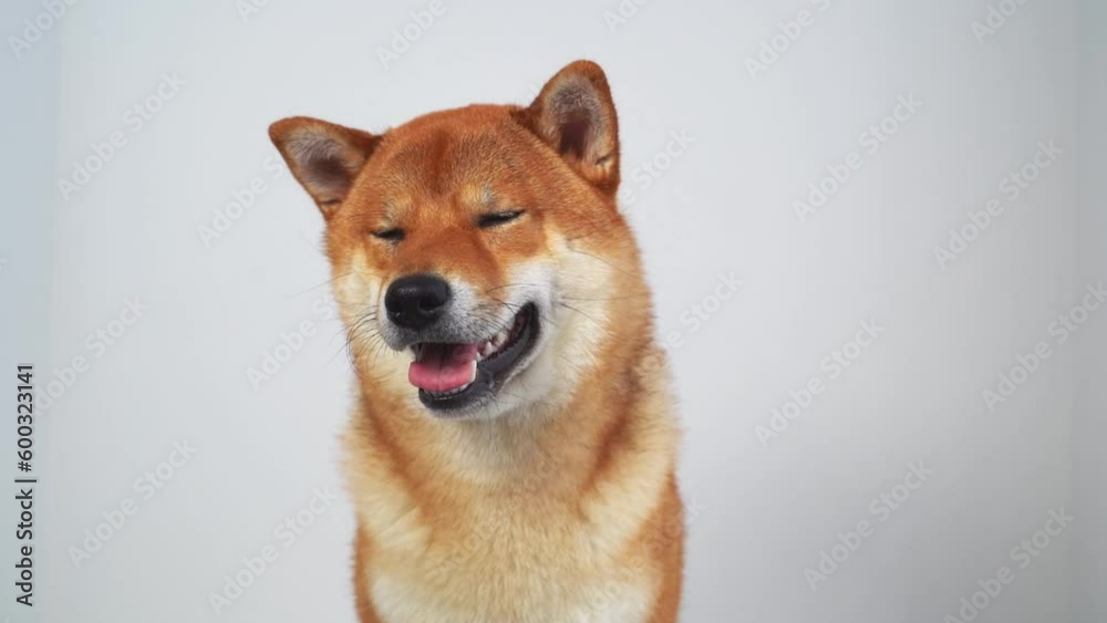 Portrait of a japanese dog. A cute shiba inu dog is looking at the camera. Portrait of a japanese dog. A cute shiba inu dog is looking at the camera.