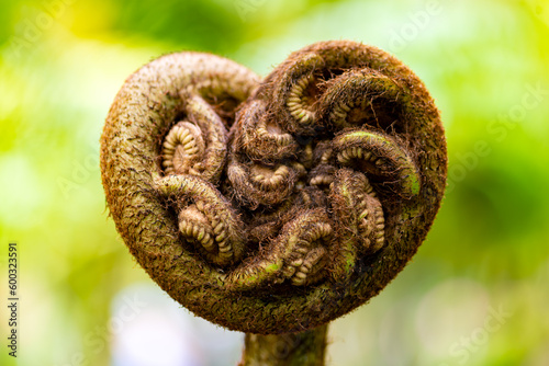 Big heart shaped stipule or auricle of King, giant or elephant fern (Angiopteris evecta). Powerful symbol of growth and strength in a tropical garden of caribbean island Martinique, Lesser Antilles.