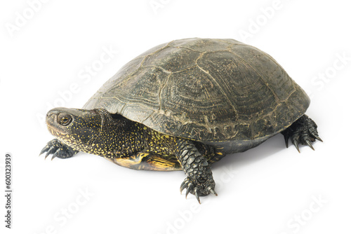 Large turtle isolated on a white background.