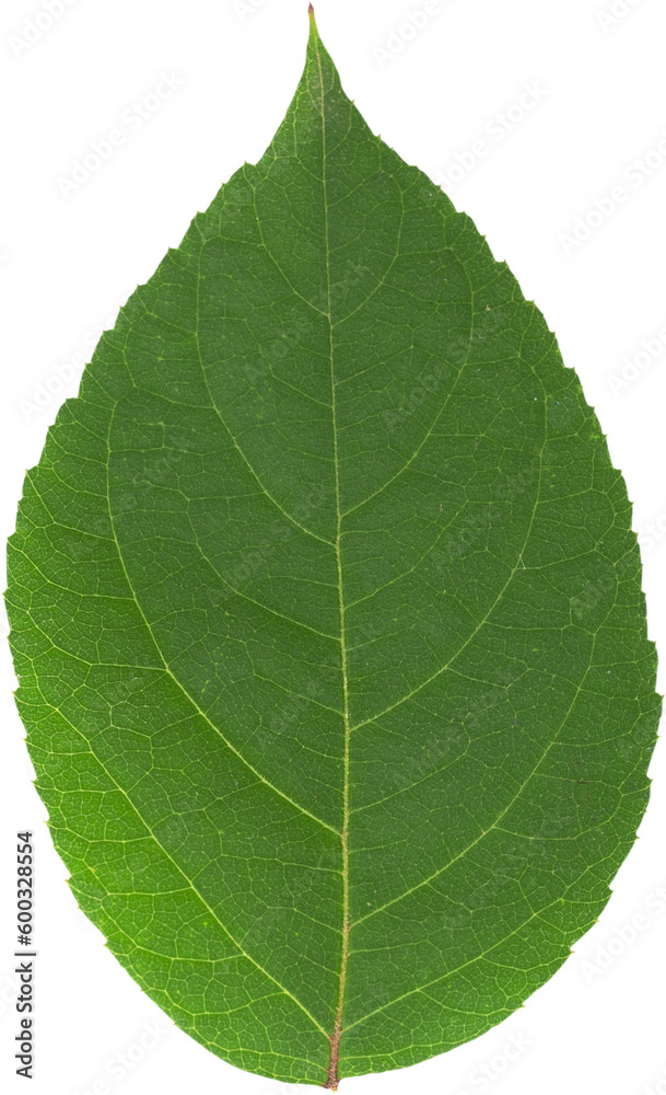 Obraz premium A fresh green leaf