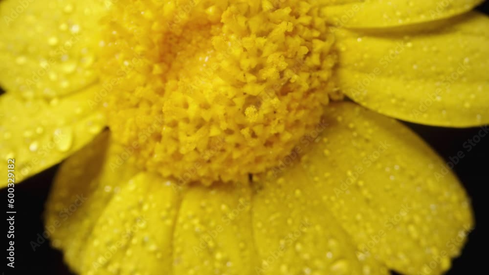 A yellow Anacyclus flower, surrounded by droplets of water, spins on a black background as the camera slowly moves upwards. A yellow Anacyclus flower, surrounded by droplets of water, spins on a black background as the camera slowly moves upwards.