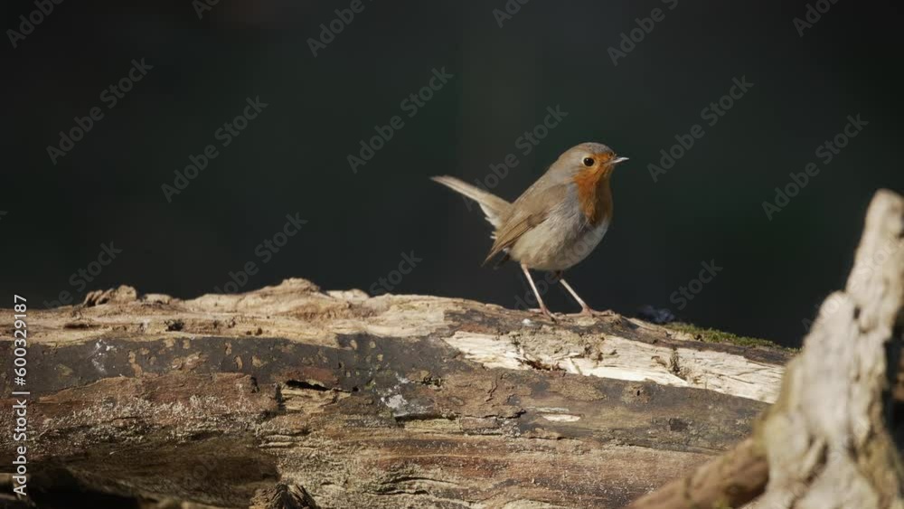 A stationary shot of a wandering wild bird on a dead tree. A stationary shot of a wandering wild bird on a dead tree.