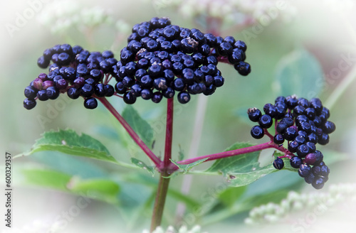 Acai Berry is a purple to black fruit that comes from a type of palm that grows in the Amazon Delta, Brazil.  Brazilians believe gives strength, energy and endurance.