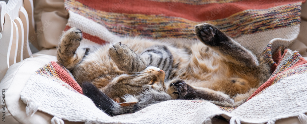Obraz premium The cat is fast sweet asleep on a chair in a funny pose, Comfortable carefree sleep of an animal close-up