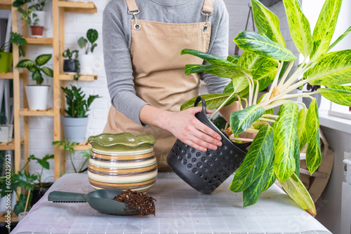 Repotting a home plant aglaonema into new pot in home interior. Woman in an apron Caring for a potted plant