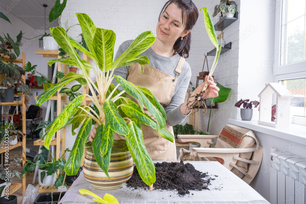 Obraz premium Repotting a home plant aglaonema into new pot in home interior. Woman in an apron separate baby from mother plant, vegetative reproduction