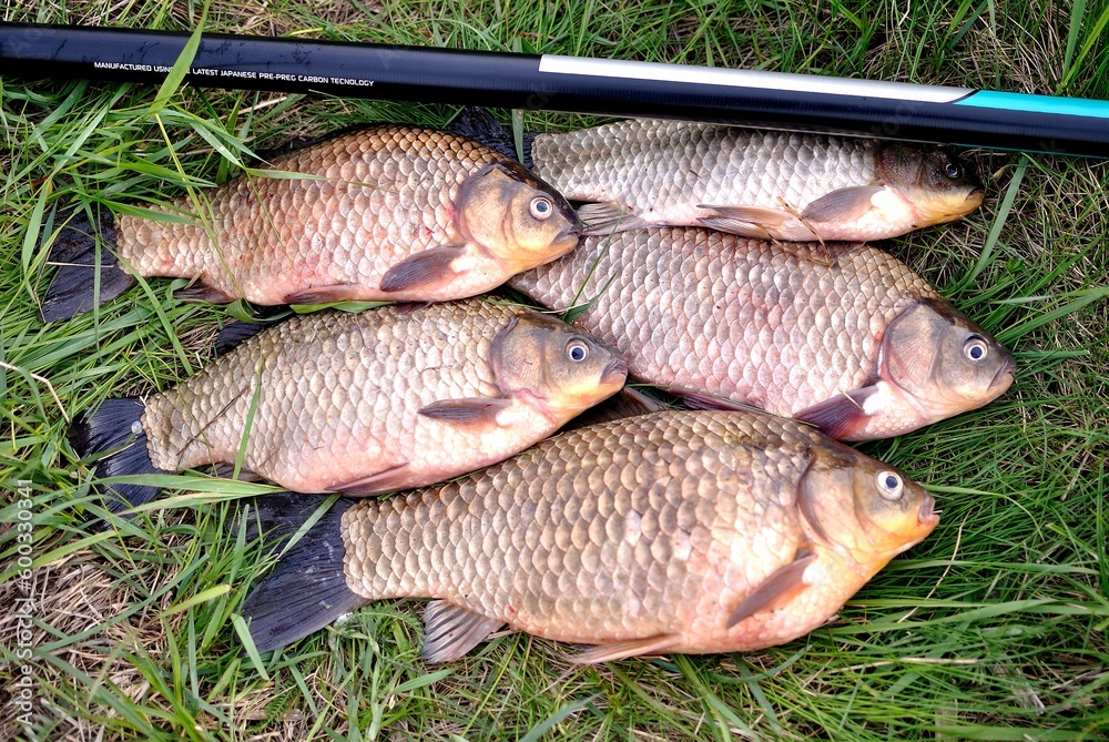 Spring fishing on the river, catch. Spring fishing on the river, catch.