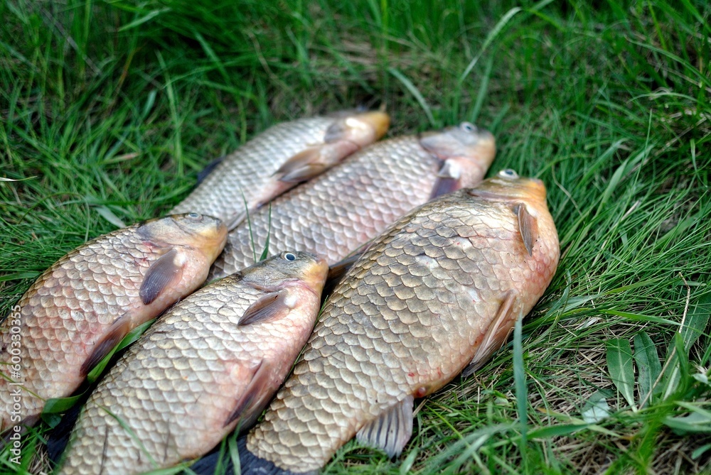 Spring fishing on the river, catch. Spring fishing on the river, catch.