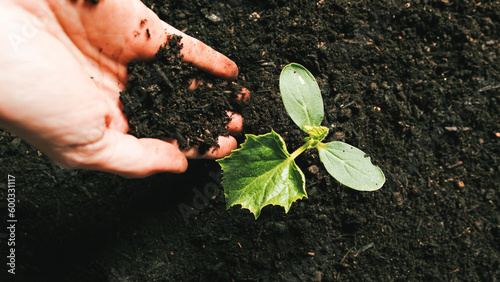 Billede på lærred Farmer hand pour topsoil for plants