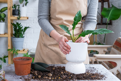 Repotting home plant philodendron with a lump of roots into new bigger pot. Caring for potted plant, hands of woman in apron, mock up