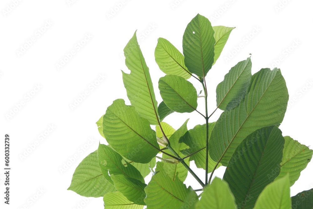 A branch of Kratom leaves with sunlight on white isolated background for green foliage backdrop with copy space A branch of Kratom leaves with sunlight on white isolated background for green foliage backdrop with copy space