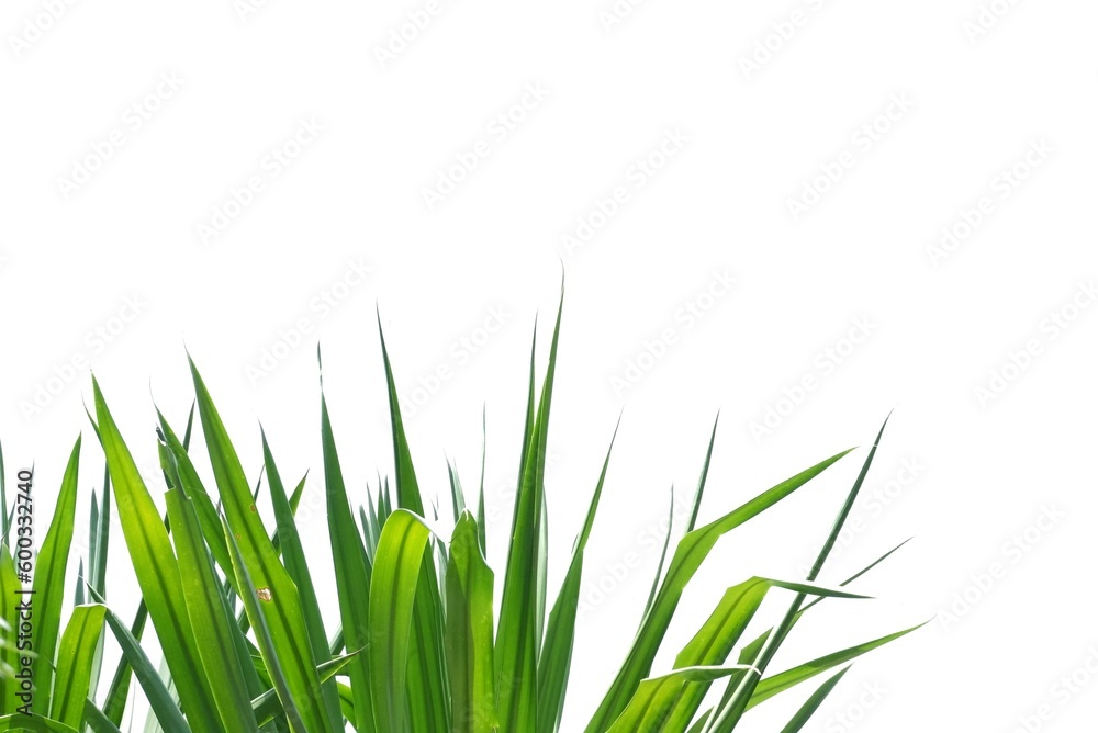 In selective focus tropical plant leaves with sunlight on white isolated background In selective focus tropical plant leaves with sunlight on white isolated background
