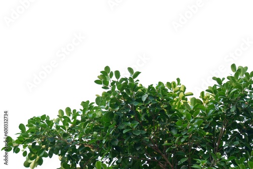 Tropical tree with leaves branches on white isolated background for green foliage backdrop 