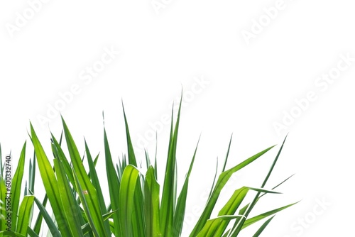   In selective focus tropical plant leaves with sunlight on white isolated background