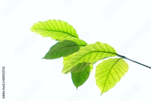  Coffea robusta leaves with a twig on white isolated background for green foliage green 