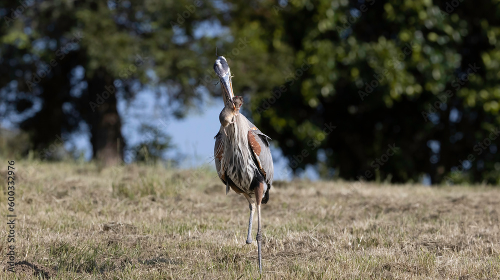 Fototapeta premium A Great Blue Heron hunting golfers on the grass