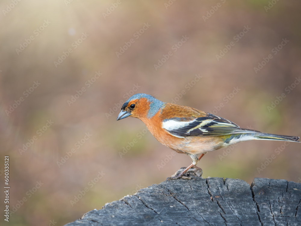 Common chaffinch, Fringilla coelebs, sits on a tree. Common chaffinch in wildlife. Common chaffinch, Fringilla coelebs, sits on a tree. Common chaffinch in wildlife.