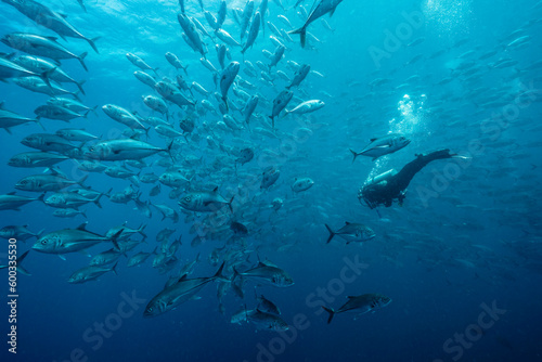 A diver dives into a school, of bigeye trevally, Caranx sexfasciatus, in Malpelo, Colombian Pafici, Unesco World heritage site. An improved edit