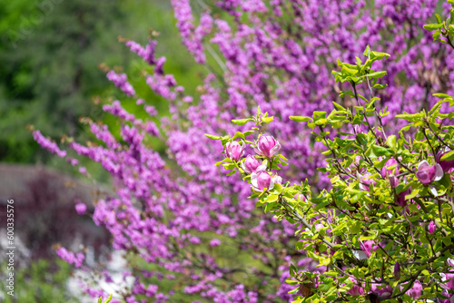 Arbres au printemps