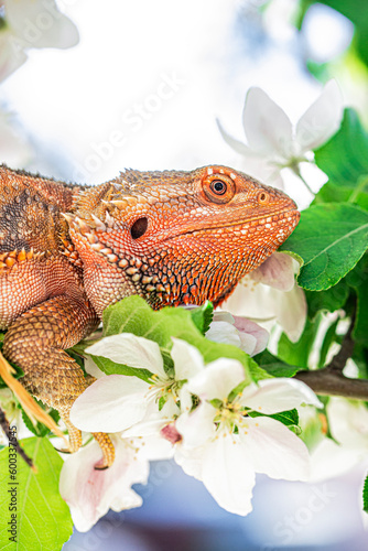 bearded dragon