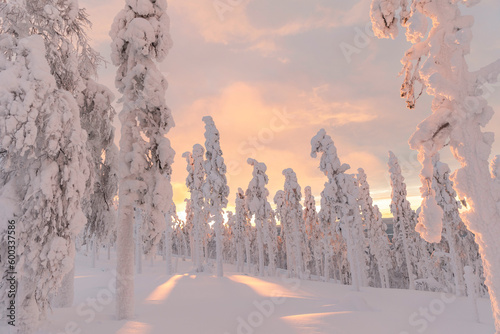 Snow covered landscape with trees under sky